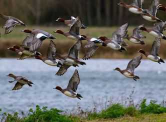 Einde recreatieseizoen: de natuur neemt het over in Groengebied Amstelland